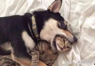 猫咪遥控爆料视频大全集,视频大全集带你领略萌宠趣味瞬间